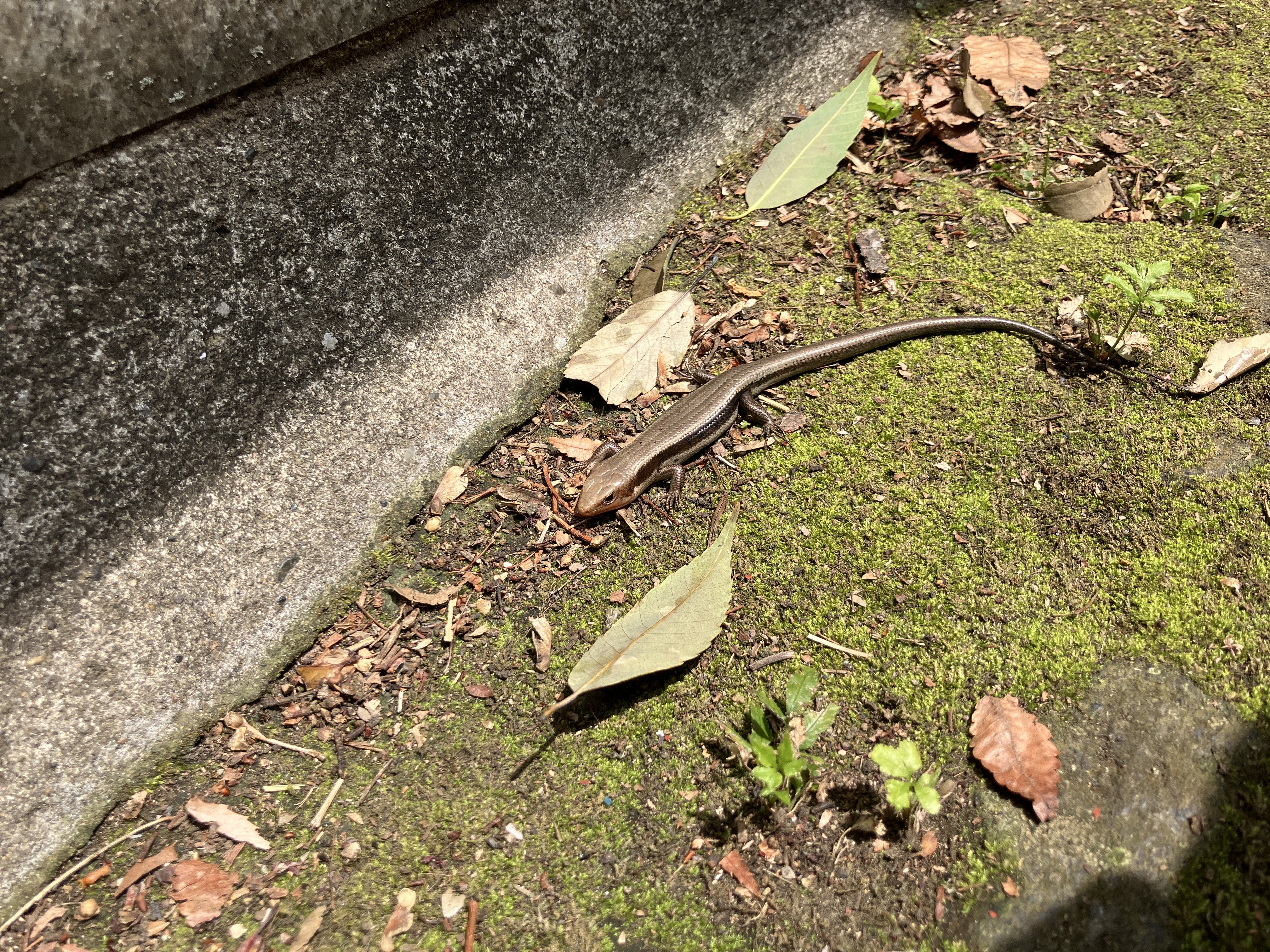 サンプル